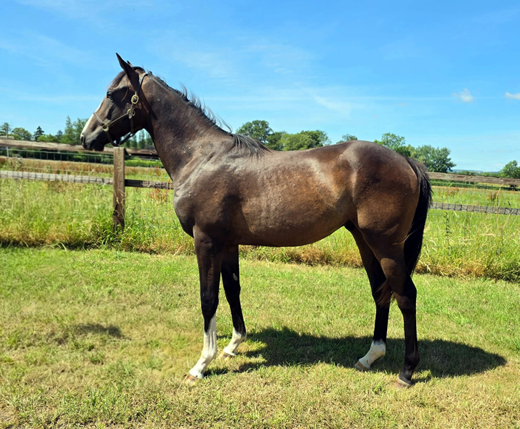 Twilight Son Colt